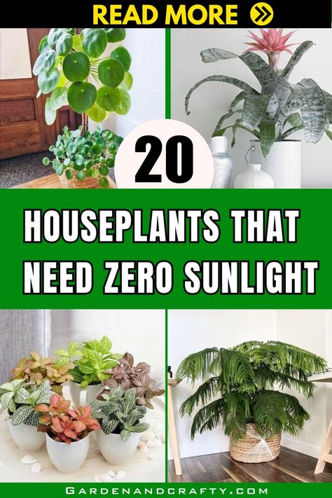 For those of us without the luxury of bathing our living spaces in sunlight, the dream of nurturing thriving houseplants might seem impossible. Fear not, because there exists a fantastic array of houseplants that need zero sunlight, turning even the darkest corners of your home into a vibrant indoor garden. In this guide, we’ve rounded up 20 houseplants that not only tolerate but thrive in low-light conditions. Zero, Growing Plants Indoors, Best Indoor Plants, Zero Sunlight Indoor Plants, Growing Indoors, Growing Plants, Indoor Plants Low Light, House Plants Indoor, Indoor Plants