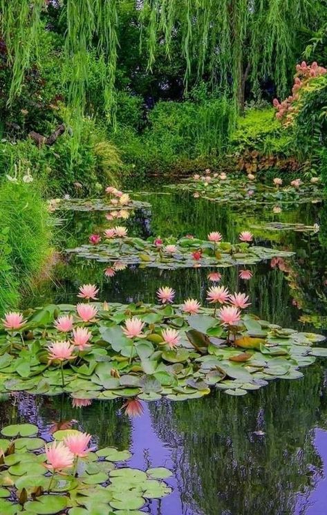 Plants, Garden Design, Nature, Garden Styles, Garden, Garden Cottage, Beautiful Gardens, Dream Garden, Water Garden