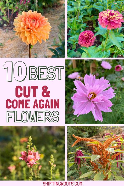 10 BEST CUT AND COME AGAIN FLOWERS | Shifting Roots Ideas, Layout, Nature, Planting Flowers, Easiest Flowers To Grow, Growing Cut Flowers, Growing Flowers, Annual Flowers, Cut Flower Farm