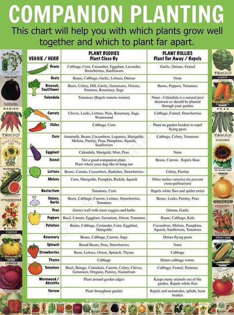 Companion Planting, Gardening, Growing Vegetables, Companion Planting Chart, Companion Gardening, Vegetable Garden Planning, Garden Companion Planting, Planting Herbs, Gardening Tips