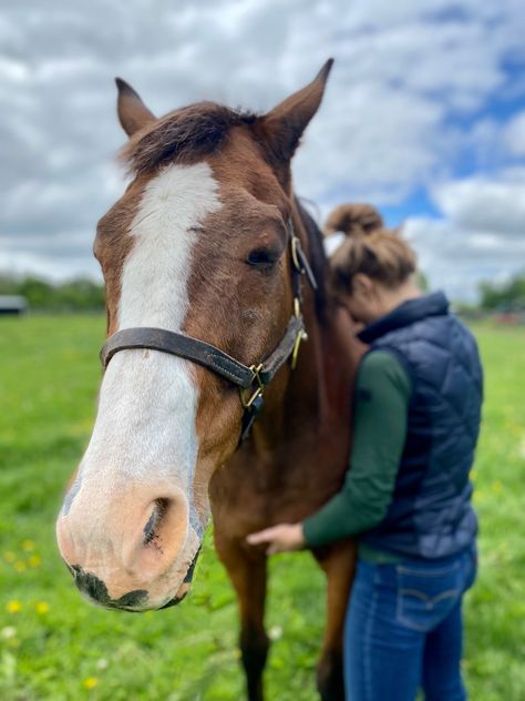 Pam Ennis, Osteopath, spent the day at our farm this past weekend treating our horses, some destined for adoption and others who have found their forever home with us. Pam thank you for donating your time and expertise to our horses, they love every minute they are in your healing hands. #ottb #osteopathy #equineosteopathy #longrun_tb #horses Horse Care, Horses, Nature, Adoption, Horse Life, Equines, Thoroughbred, Osteopathy, Care