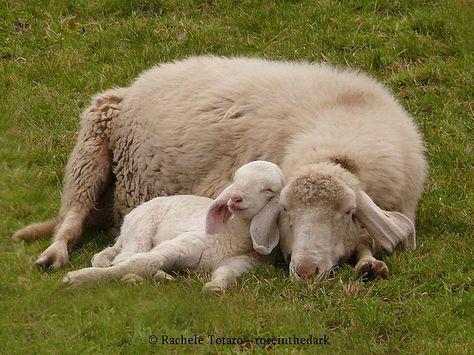 Portrait of love... Baby Goats, Baby Animals, Baby Lamb, Baby Sheep, Sheep And Lamb, Cute Sheep, Pet Birds, Alpacas, Cute Animals