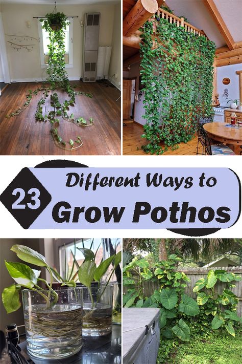 Design, Gardening, Diy, Ideas, Growing Vines Indoors, Trailing Plants Indoor, Pothos Plant Care, Pothos Vine, Pothos Plant Decor
