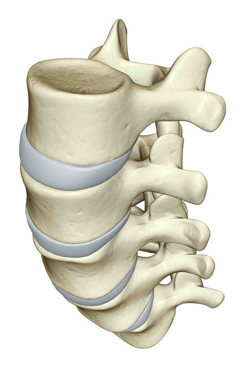 Spinal column Human Body, Art, Spinal Column, Body Anatomy, Spines, Spinal, Human Spine, Parts, Human Anatomy