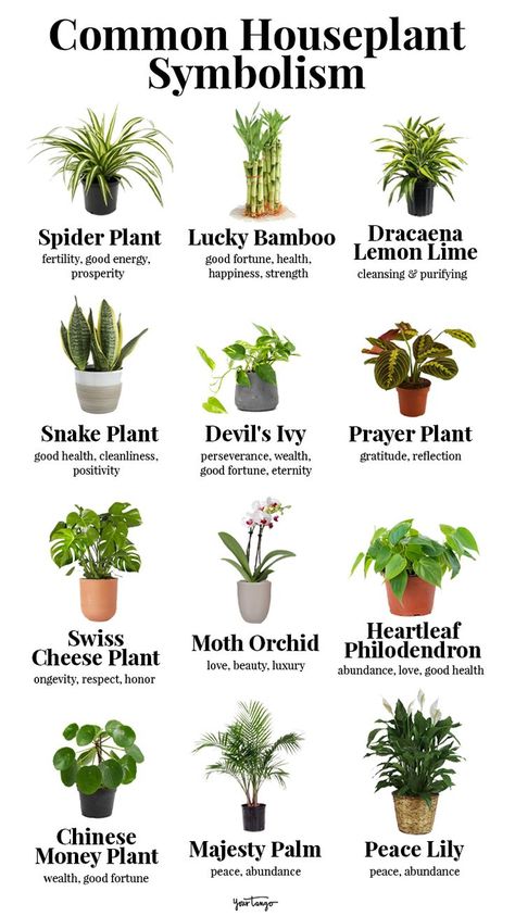 Gardening, Prayer Plant Care, Plant Meanings, Snake Plant Care, Plant Symbolism, Spider Plant Care, Prayer Plant, Types Of Plants, Snake Plant Indoor