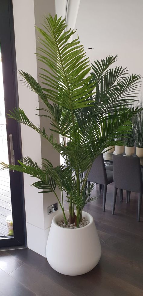 Home Décor, Tropical Plants Indoor, Plants In Bedroom, Indoor Palm Plants, Plant Decor Indoor, Palm Plant Indoor, Tropical House Decor, Indoor Plants, Palm Tree Inside
