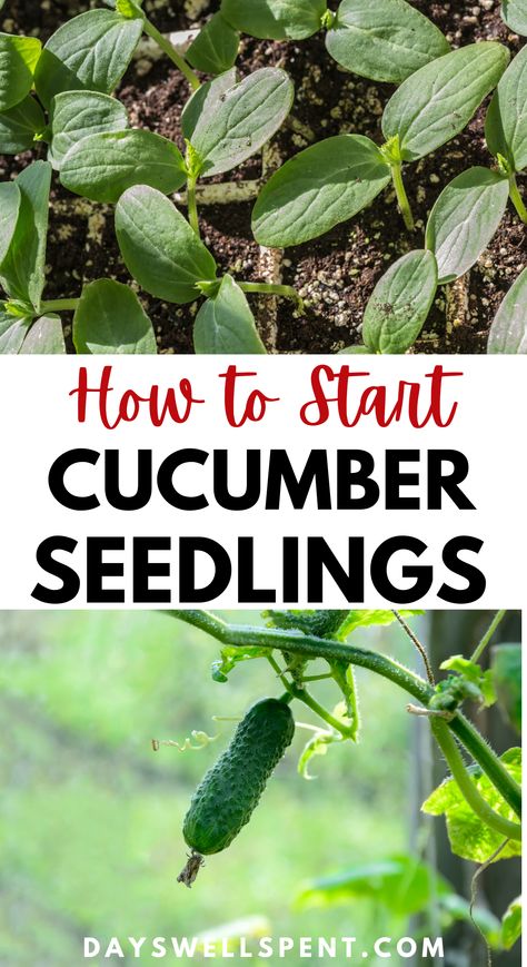 cucumber seedlings and young cucumber plant. Text: How to Start Cucumber Seedlings. Growing Vegetables, Outdoor, Diy, Cucumber Seedlings, How To Plant Cucumbers, How To Grow Cucumbers, Growing Cucumbers From Seed, Cucumber Gardening, Cucumber Plant