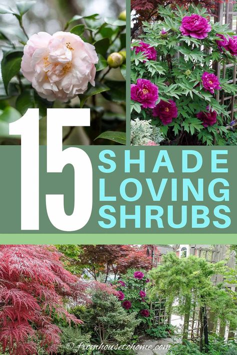 If you are looking for shade loving shrubs to fill the space between taller trees and low-growing perennials, this list of beautiful bushes will help. #fromhousetohome #shrubs #gardenideas #shadegarden   #shadelovingshrubs #shadeplants Shaded Garden, Shade Loving Perennials, Shade Loving Shrubs, Evergreen Shrubs, Best Shrubs For Shade, Shade Shrubs, Flowering Bushes, Flowering Shrubs, Shade Perennials
