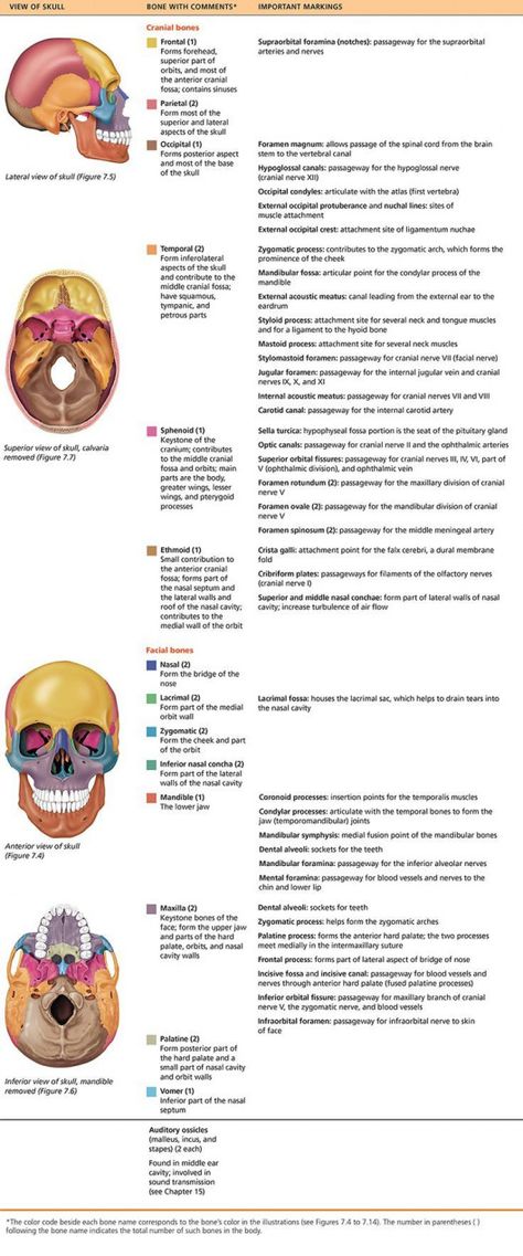 PART 1 THE AXIAL SKELETON - 7.1 The skull consists of 8 cranial bones and 14 facial bones: Human Anatomy and Physiology #craniosacraltherapy #craniosacral #therapy #study Axial Skeleton, Skeletal System, Human Anatomy And Physiology, Radiology, Osteology, Basic Anatomy And Physiology, Medical Anatomy, Anatomy Bones, Anatomy And Physiology