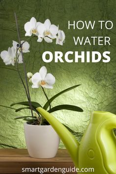 Orchid Fertilizer, Orchid Care, Watering Orchids, Orchid Plant Care, Watering, Growing Orchids, Plant Care, Planting Plants, Indoor Orchid Care