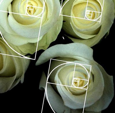 The Helpful Art Teacher:  An interdisciplinary website linking visual arts to math, social studies, science and language arts. Roses, Mandalas, Composition, Fibonacci Spiral, Fibonacci Golden Ratio, Fibonacci, Fibonacci Code, Fibonacci Sequence, Fibonacci In Nature