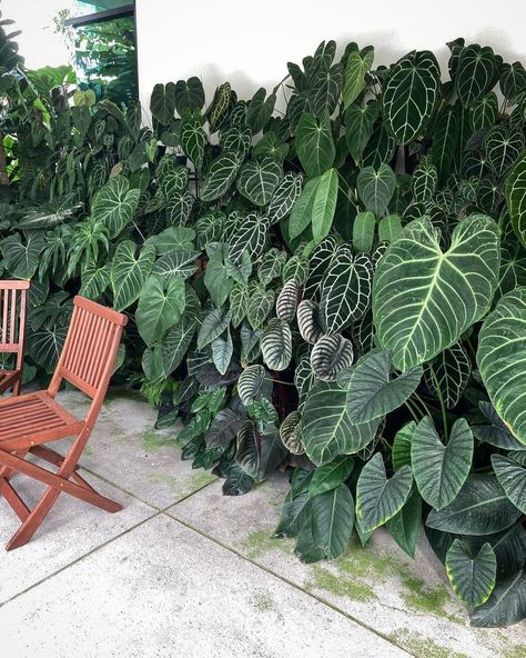This plant's origins can be traced to Chiapas, Mexico! The velvet cardboard anthurium thrives in humid environments with medium to bright indirect sunlight. The best time to plant them is in the spring! 📷️: plantsbyfatah on Instagram Gardening, Flora, Ideas, Bonito, Anthurium, Flores, Tropical, Jardim, Plant Art