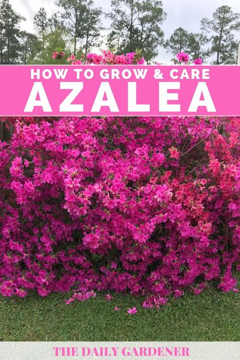 Flora, Pink, Shaded Garden, Gardening, Planting Flowers, Pruning Azaleas, Flowering Shrubs, Azalea Shrub, Flowering Bushes