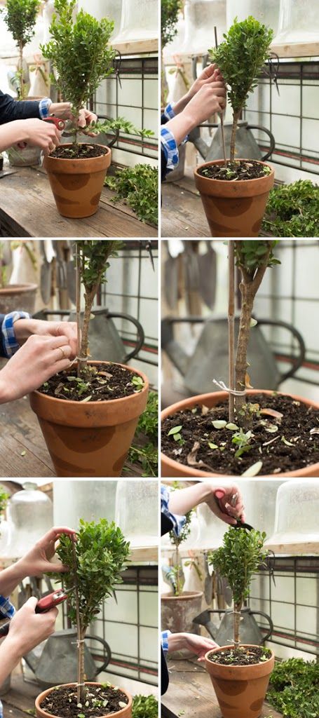 How to make a boxwood topiary Container Gardening, Shaded Garden, Topiary Diy, Boxwood Topiary, Topiary Garden, Boxwood Plant, Topiary Trees, Topiary Plants, Gardening Techniques