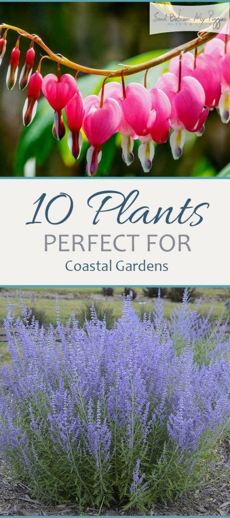 10 Plants Perfect for a Costal Garden | Coastal Garden, Coastal Garden Ideas, Coastal Gardening, Gardening, Garden, Garden Ideas #garden #gardenideas #gardening #gardens #gardeningtips Gardening, Landscaping Ideas, Garden Plants, Outdoor Plants, Garden Landscaping, Coastal Landscaping, Coastal Landscaping Ideas, Garden Ideas Cheap, Coastal Gardens