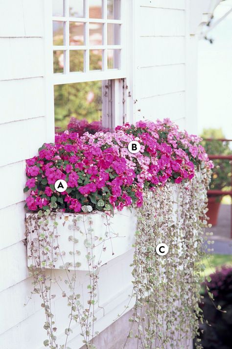 Home Décor, Plants For Window Boxes, Window Box Plants, Outdoor Window Decor, Window Flower Boxes, Window Box Flowers, Window Planter Boxes, Window Planters, Window Baskets