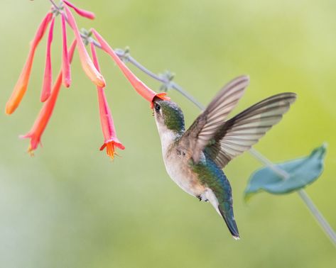 12 Best Vines for Hummingbirds That Are Easy to Grow Gardening, Hummingbirds, Hummingbird Plants, Hummingbird Garden, How To Attract Hummingbirds, Hummingbird, Pollinator Garden, Growing Vines, Hyacinth Bean Vine