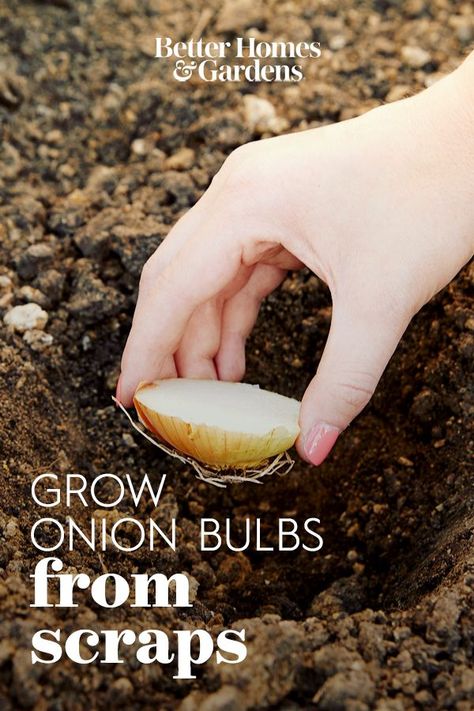 Growing food from scraps can help you cut down on kitchen waste, and it's a simple way to start growing your own vegetables, fruits, and herbs. These foods can regrow from the parts you might usually throw out. #howtoregrowfood #howtoregrowlettuce #howtogrowgreenonion #foodscraps #ecofriendly #bhg Outdoor, Fruit, Regrowing Onions From Scraps, Grow Food Inside, Growing Vegetables In Pots, Planting Onions Bulbs, Home Vegetable Garden, Planting Onion Sets, Growing Vegetables Indoors