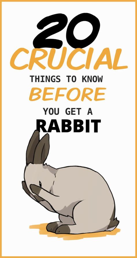 Diy, Gardening, Bunny Care Tips, Rabbit Behavior, Rabbit Facts, Adopt A Bunny, Homesteading, Pet Rabbit Care, Funny Bunnies