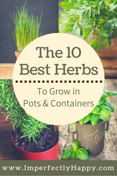 The 10 herbs that grow the best in pots and containers. Both medicinal herbs and culinary herbs for your home. Growing Vegetables, Herb Garden, Gardening, Compost, Best Herbs To Grow, Herbs Indoors, Easy Herbs To Grow, Growing Herbs, Planting Herbs