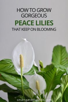 Outdoor, Gardening, Peace Lily Plant Care, Growing Plants Indoors, Lily Plant Care, Plant Care Houseplant, Plant Care, Indoor Plant Care, Peace Lily Care