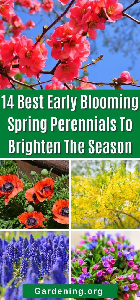 Gardening, Planting Flowers, Spring Perennials, Flowers Perennials, Early Spring Flowers, Best Perennials, Long Blooming Perennials, Growing Flowers, Spring Blooming Flowers