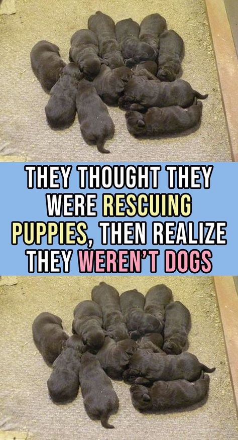 Thoughts, Ideas, Puppies, Rescue Puppies, Weird Animals, Rescue, Dog Yard, Food Animals, Firefighter