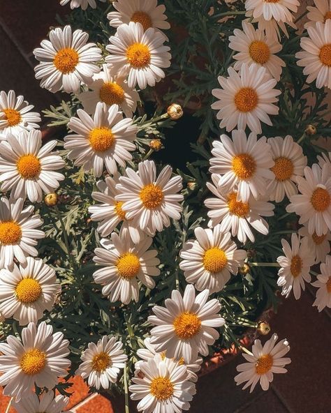 Joyful Seasons on Tumblr Daisies, Iphone, Flowers, Flora, Plants, Chamomile Flowers, Flower Aesthetic, Chamomile Plant, Flower Wallpaper