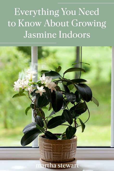 Our gardening experts break down the best ways to grow and care for indoor jasmine plants. Use these jasmine care tips to keep this fragrant houseplant stay happy and healthy throughout the year. #gardening #gardenideas #garden #houseplant #besthouseplant #marthastewart House Plants, Bedroom Plants, Big Indoor Plants, Inside Plants, Indoor Plants, Night, Indoor Garden, Jasmine Plant Indoor, Plant Care