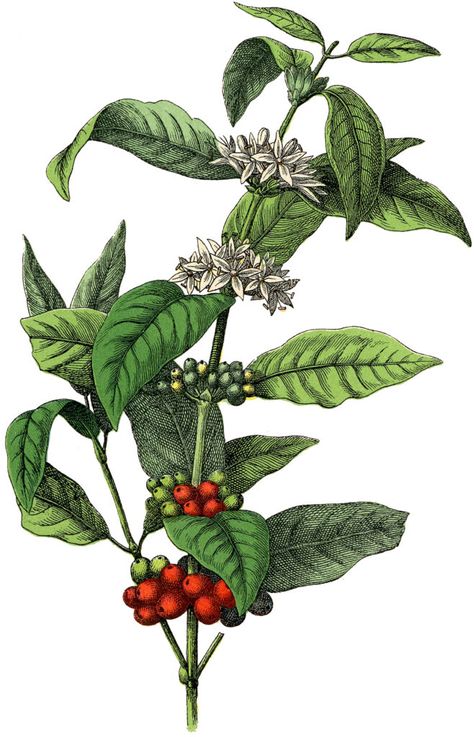 Boho, Graffiti, Plants, Coffee Plant, Tea Illustration, Plant Images, Botanical, Spice Image, Plant Illustration