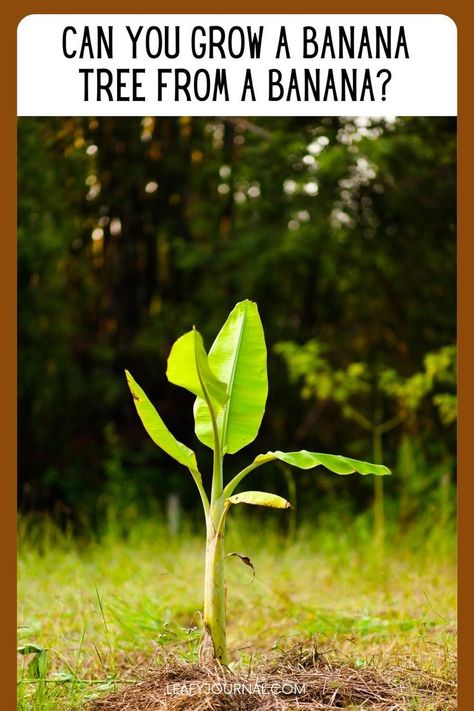 Nature, Growing Vegetables, Growing Fruit Trees, Planting Fruit Trees, Grow Banana Tree, Growing Fruit, How To Grow Bananas, Planting Herbs, Growing Tree