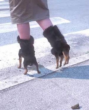 I think her "dog" boots just took a dump on the sidewalk. Do you think she carries poop bags? Dogs, Funny Bunnies, Funny Walmart Pictures, Funny Shoes, Dog Shoes, Meme, Walmart Funny, Bizarre, Lol