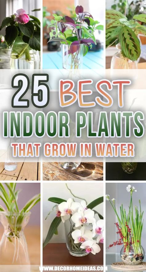 Best Indoor Water Plants. Add some houseplants that grow in water to your home decor. Green, leafy, lush plants will add life and vibrance to every room. Ideas, Best Indoor Plants, Indoor Plants In Water, Growing Plants Indoors, Plants Grown In Water, Outdoor Plants, Best Indoor Hanging Plants, Plants Indoor, Indoor Plants