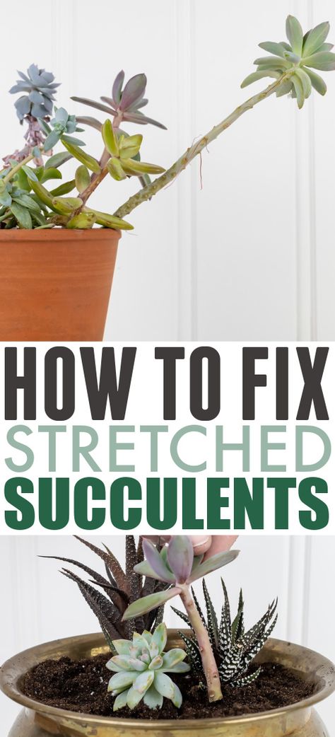 How to Fix Stretched Succulents - The Creek Line House Outdoor, Patio Design, Patio Decorating Ideas On A Budget, Diy Patio Decor, Outdoor Patio Decor, Patio Decor, Porch Decorating, Outdoor Patio, House Plants Indoor