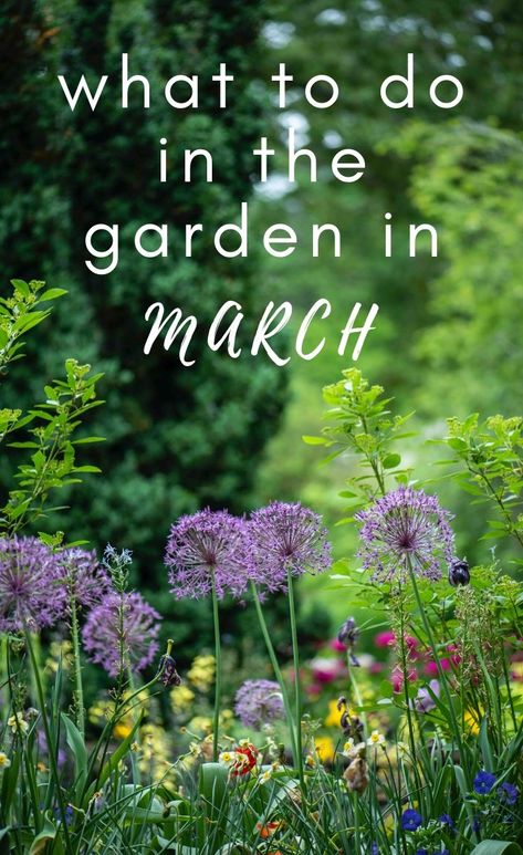 Garden Bulbs, Planting Flowers, Gardening Supplies, Outdoor, Design, Cactus, Gardening, Flora, Exterior