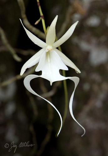 Ghost Orchid.............Absolutely Awesome...................... Floral, Exotic, Hoa, Bunga, Flores, Bloemen, Iris, Rosas, Gerbera