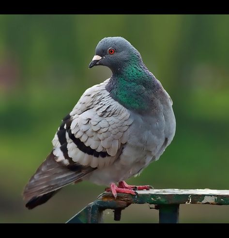 Croquis, Bird, Pigeon, Pigeon Bird, Pigeon Funny, Pigeon Pictures, Pet Birds, Animals Wild, Birds