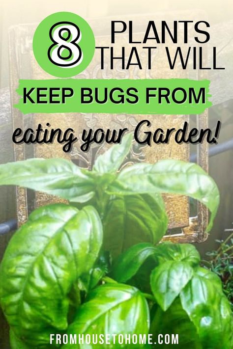 These natural garden pest control ideas are just what I need to keep the aphids and Japanese Beetles from chewing my roses! And I'll have to try some of the companion plants that will help prevent bugs from eating my vegetable garden. Roses, Gardening, Shaded Garden, Pest Control Plants, Plants That Repel Bugs, Plants That Repel Insects, Pesticides For Plants, Garden Pest Control, Garden Pests Control
