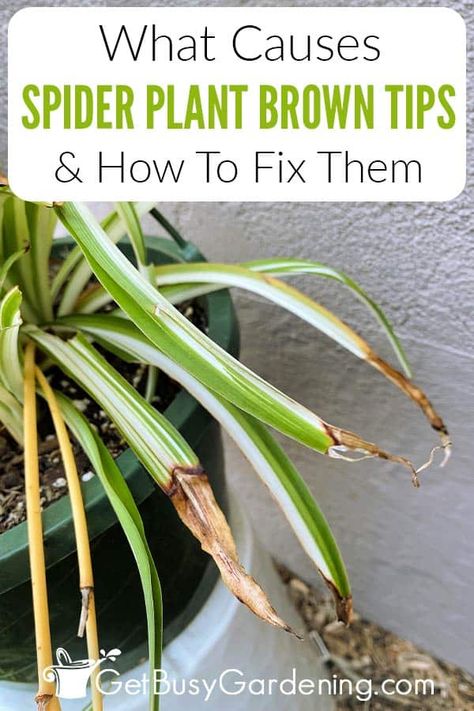 Cactus, Nature, Diy, Spider Plant Care Indoor, Spider Plants Care, Spider Plant Care, Spider Plant Benefits, Growing Herbs Indoors, Spider Plant Propagation
