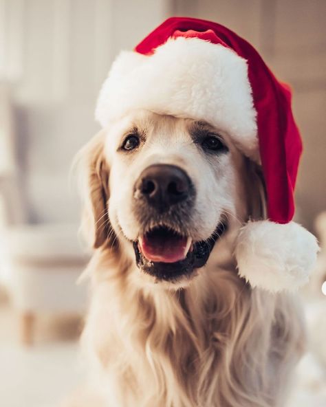 According to a new survey, your dog might have a favorite holiday song. The research suggests canines enjoy upbeat music rather than carols. Husky, Dogs, Winter, Dog Christmas Pictures, Dog Christmas Photos, Christmas Dog, Dog Holiday, Golden Retriever, Christmas Animals