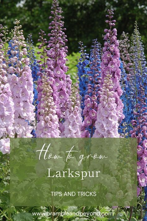 Discover valuable flower gardening tips and tricks for growing beautiful Larkspur. Whether you're a beginner or an experienced gardener, our expert advice on seed starting, nurturing, and easy gardening techniques will help you achieve stunning results. Explore our collection of flower gardening tips, from seed to bloom, and unlock the secrets to successful Larkspur growth. Let us guide you on your journey towards a vibrant and thriving flower garden filled with Larkspur. Gardening, Larkspur Plant, Larkspur Flower, Gardening Techniques, Flower Gardening, Timing Is Everything, Sustainable Garden, Plant Spacing, Flower Spike