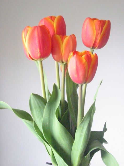 Flowers, Floral, Tulips, Orange Tulips, Yellow Tulips, Tulips Flowers, Tulips Garden, Tulips In Vase, Pretty Flowers