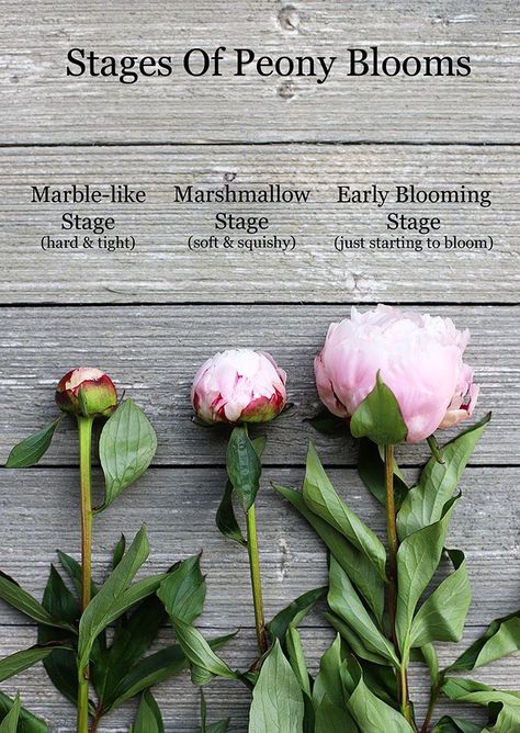 The stages of peony blooms - showing the marshmallow stage, the earliest a bud should be cut for use in a peony arrangement. Gardening Supplies, Gardening, Hydrangea, Growing Flowers, Peony Arrangement, Growing Peonies, Planting Peonies, Peonies Garden, Flower Garden