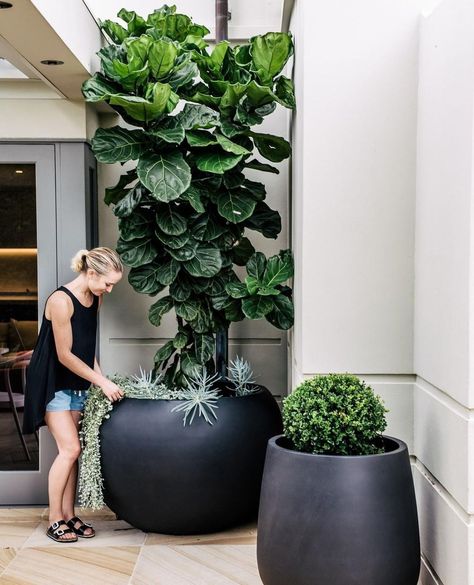 10 Things Nobody Tells You About Fiddle-Leaf Fig Trees - Gardenista