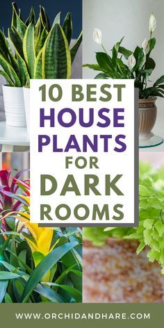 Outdoor, Best Plants For Home, No Light Plants Indoor, Indoor Plants Low Light, House Plants Indoor, Houseplants Low Light, Best Indoor Plants, Hanging Plants Indoor, House Plant Care