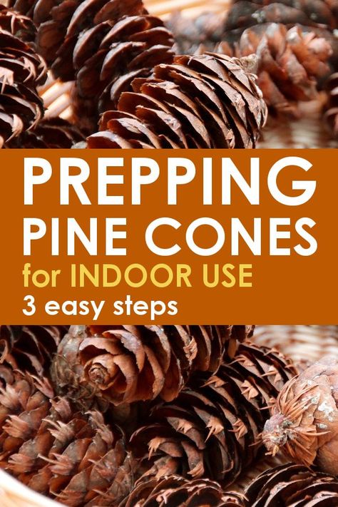 Pinecone crafts are an easy and frugal way to decorate during the fall and winter seasons. Find out exactly how to prepare your pine cones for indoor use! #fall #falldecor #pinecone #nature #fallideas #pinecones Mason Jar Crafts, Festive Crafts, Autumn Crafts, Diy Crafts, Pine Cone Crafts, Pine Cones, Diy Pinecone, Pine Cone Decorations, Fall Crafts