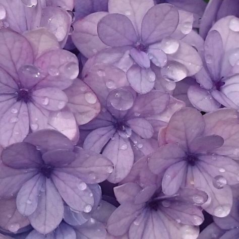 pinterest:pelin çalışkan Pastel, Purple, Mor, Hoa, Flores, Pastel Aesthetic, Resim, Violet Aesthetic, Pastel Purple
