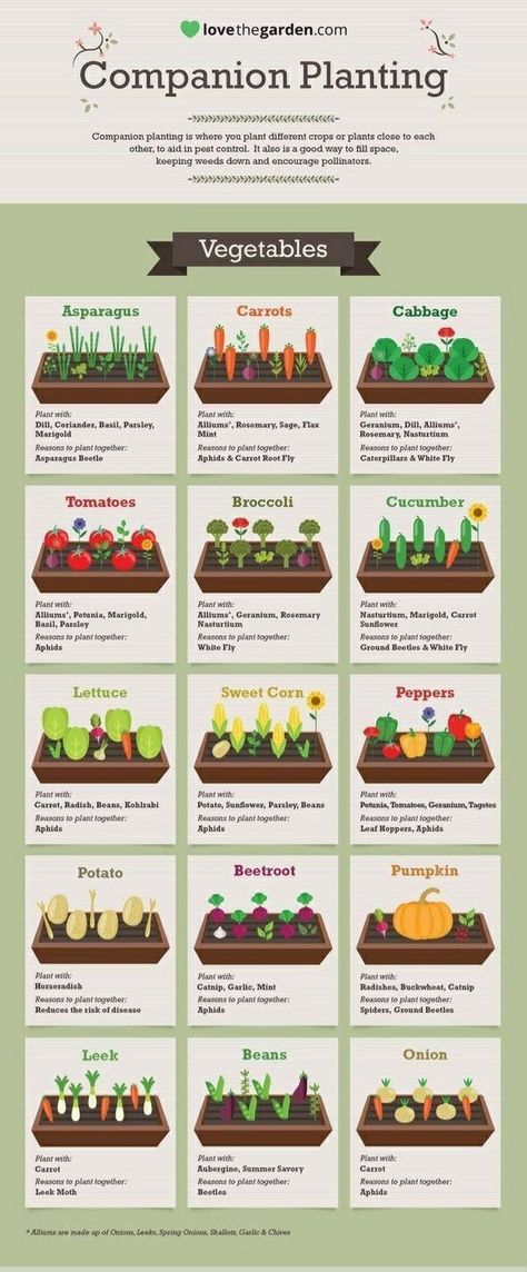 Gardening, Growing Vegetables, Outdoor, Vegetables Garden, Vegetable Garden, Vegetables To Grow, Vegetable Planting Guide, When To Plant Vegetables, Tomato Garden