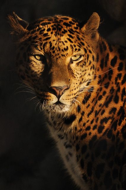 Big Cats, Lions, Jaguar, Nature, Wild Cats, Cats, Majestic Animals, Wild Animals Photography, Animals Beautiful