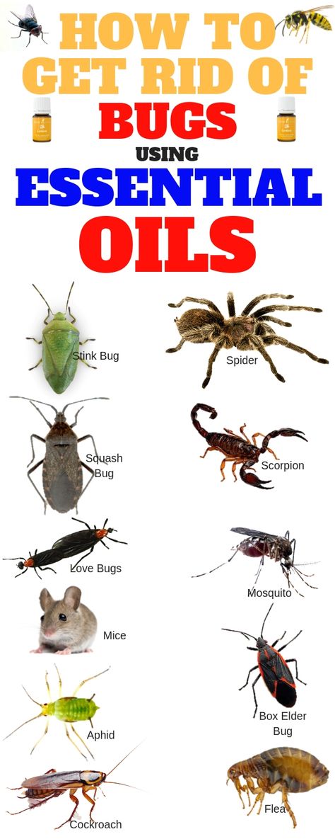 Ideas, Bugs And Insects, Diy, Gardening, Stink Bug Repellent, Bug Repellent, Insect Repellent, Get Rid Of Spiders, Natural Insect Spray